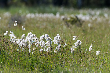 Image showing Common cotton grass closeup