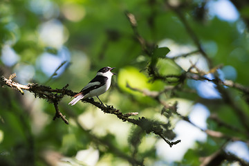 Image showing Songbird singing in a bright deciduous forest