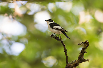 Image showing Male Collared Flycatcher on a twig