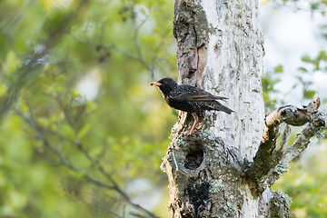 Image showing Adult starling with food