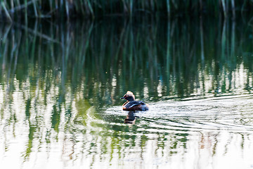 Image showing Beautiful duck in water reflections