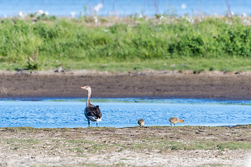 Image showing Greylag Goose with chiks