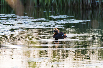 Image showing Colorful waterbird in apond