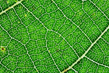 Image showing Green leaf texture