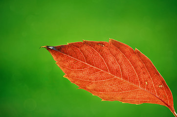 Image showing Autumn Leaf