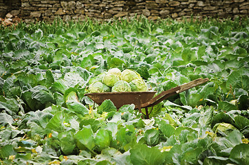 Image showing Cabbage Field