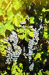 Image showing Grapevine