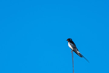 Image showing Beautiful summer bird - Barn Swallow