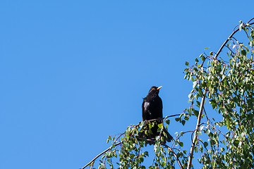 Image showing Male Blackbird on a birch tree branch