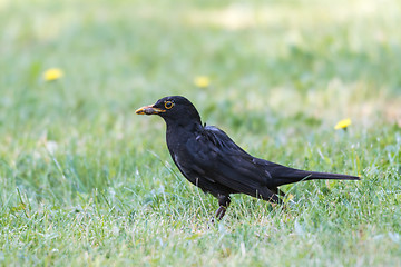 Image showing Male Blackbird on a green lawn