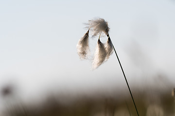 Image showing Cotton grass closeup