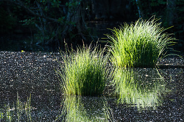 Image showing Pond with reflecting grass tufts