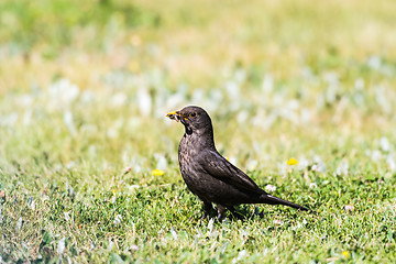 Image showing Female Blackbird with food on a bright lawn