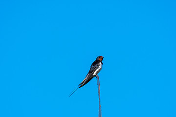 Image showing Barn Swallow on a weather vane