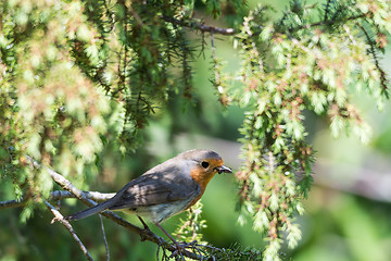 Image showing Little Red Robin on a twig