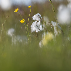 Image showing Summer meadow with cotton grass and buttercups