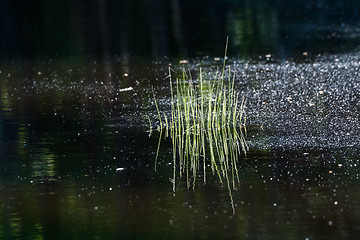 Image showing Tiny grass tuft reflecting in a pond