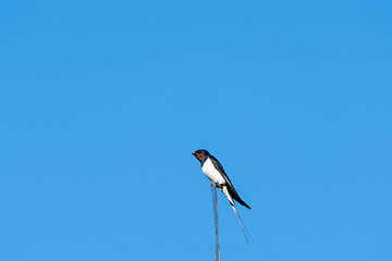 Image showing Barn Swallow closeup