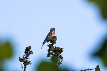 Image showing Singing Common Linnet on a branch top