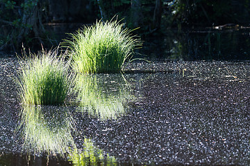 Image showing Green grass tufts in a pond