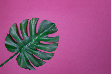 Image showing Monstera palm leaf on purple background