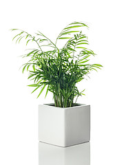 Image showing Beautiful Parlor palm in a white ceramic pot