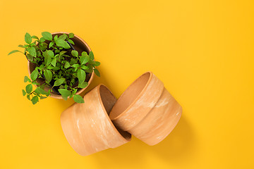 Image showing Basil herbs in a clay pot on yellow background
