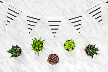 Image showing Succulents and stripped pennants on marble background