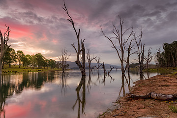 Image showing Beautiful dead trees stand steadfast in the lake at sunset