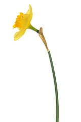 Image showing Daffodil on white