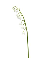 Image showing Lily of the valley