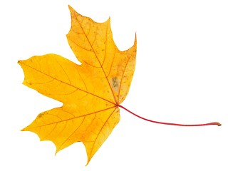 Image showing Autum maple leaf