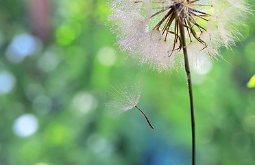 Image showing Dew drops on a dandelion seed
