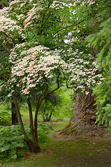 Image showing Korean Dogwood tree in botanical garden