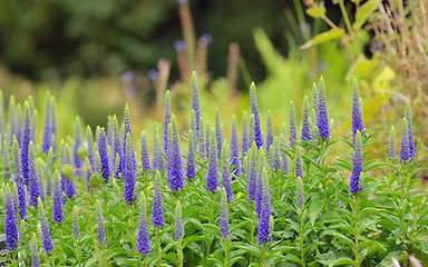 Image showing Purple Veronica spicata flowers