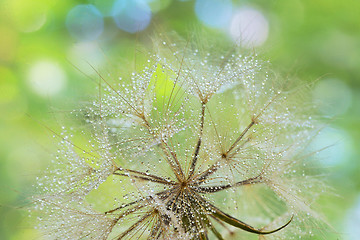 Image showing Dew drops on a dandelion seed