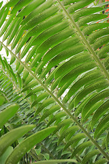 Image showing Tropical leaves details