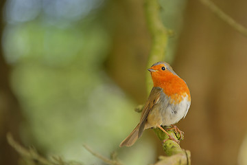 Image showing Cute little robin bird 