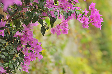 Image showing Purple bougainvillea flowers