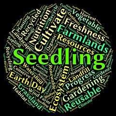 Image showing Seedling Word Represents Plant Life And Flora