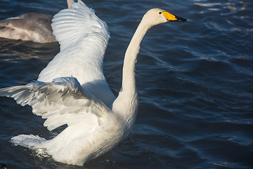 Image showing Beautiful white whooping swans