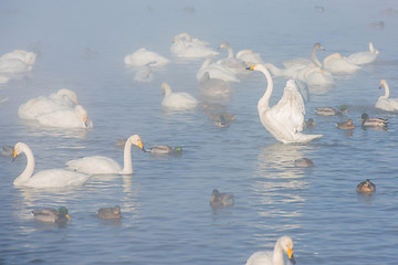 Image showing Beautiful white whooping swans