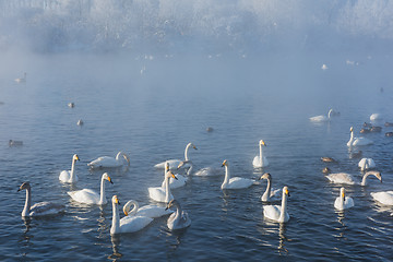 Image showing Beautiful white whooping swans