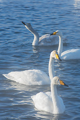 Image showing Beautiful white whooping swans