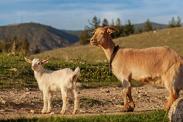 Image showing Mother goat and her kid