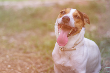 Image showing Jack Russell Terrier sitting in the grass