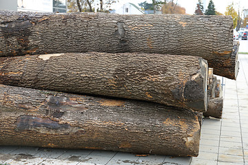 Image showing Log Wood