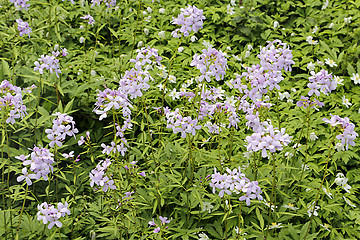 Image showing Beautiful flowers