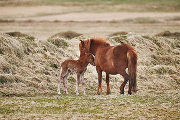 Image showing Horse feeding its offspring