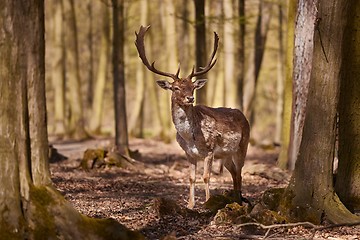 Image showing Deer in the woods